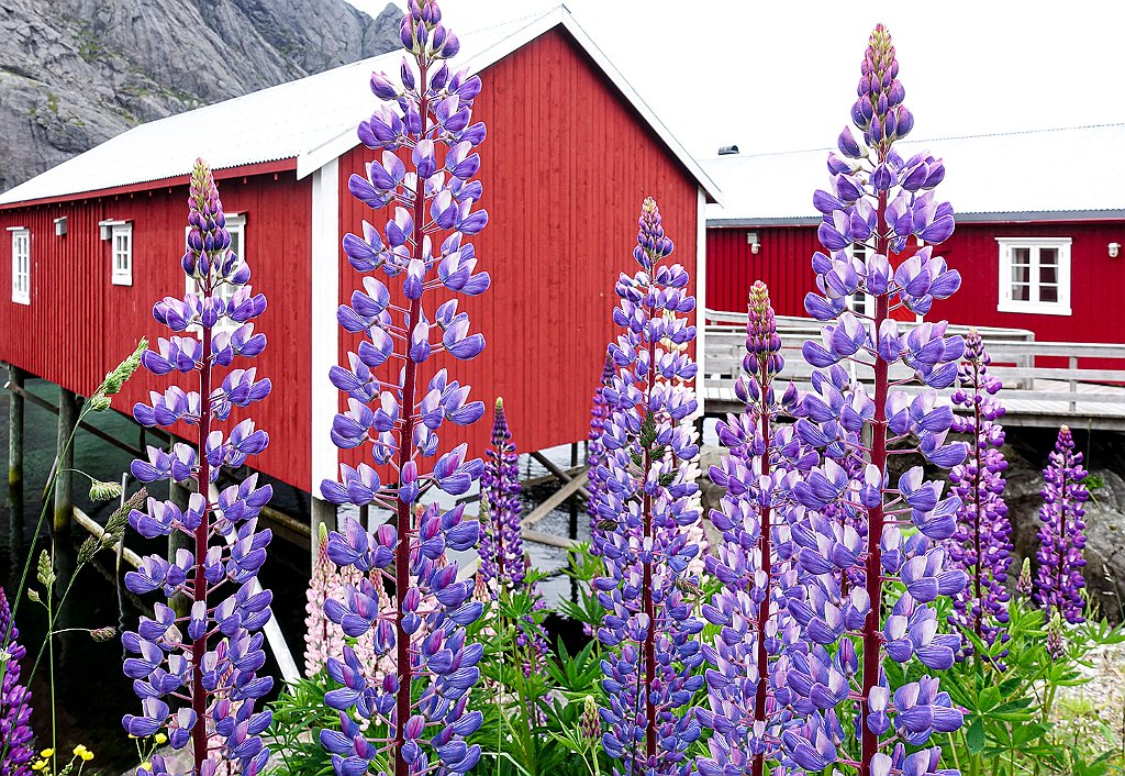 Red houses69.JPG